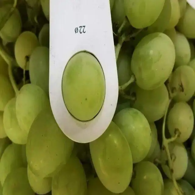 Top Quality Crimson Seedless Shine Muscat Red Grapes Top a Grade Carton/plastic Box Red Globe Grape Fresh from bloom company