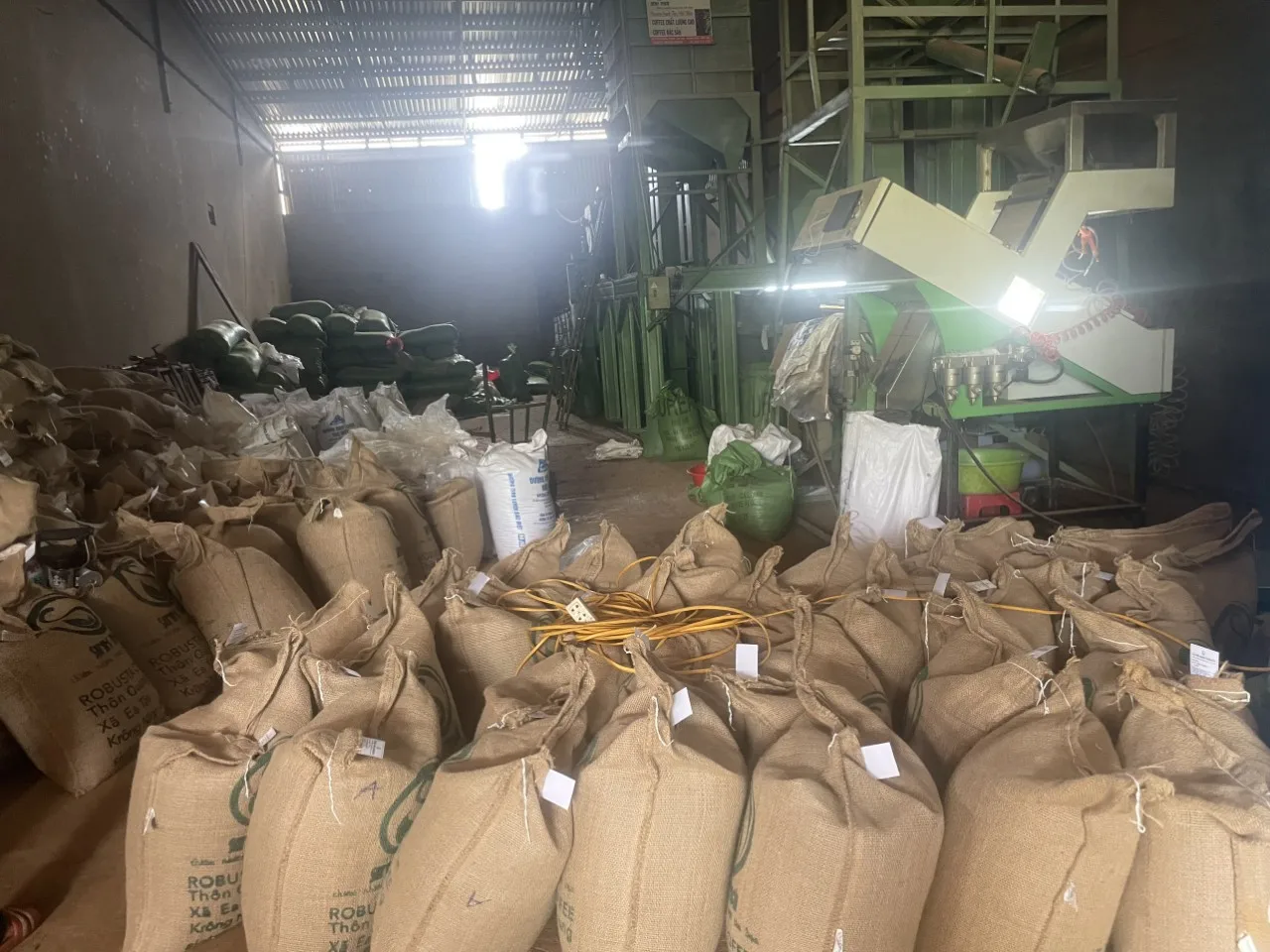 Оптовая продажа немытые кофейные зерна ROBUSTA G1 S16 класса премиум с влажной полировкой от ENeoHome