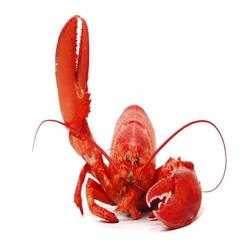 Hot Selling Red Lobster Seafood/ Red & Black Lobsters Wholesale