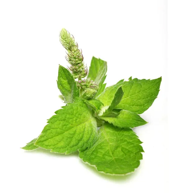 Высококачественный экстракт священного базилика, порошок, экстракт Tulsi Ocimum Tenuiflorum, экстракт священного базилика, поставка из Индии