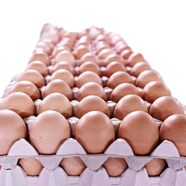 53gms Cobb Broiler Hatching Eggs