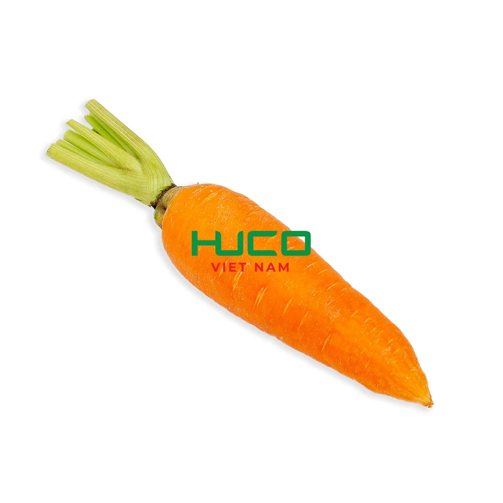 High Quality Fresh Vegetables Common Cultivation orange Natural sweet Fresh Carrot