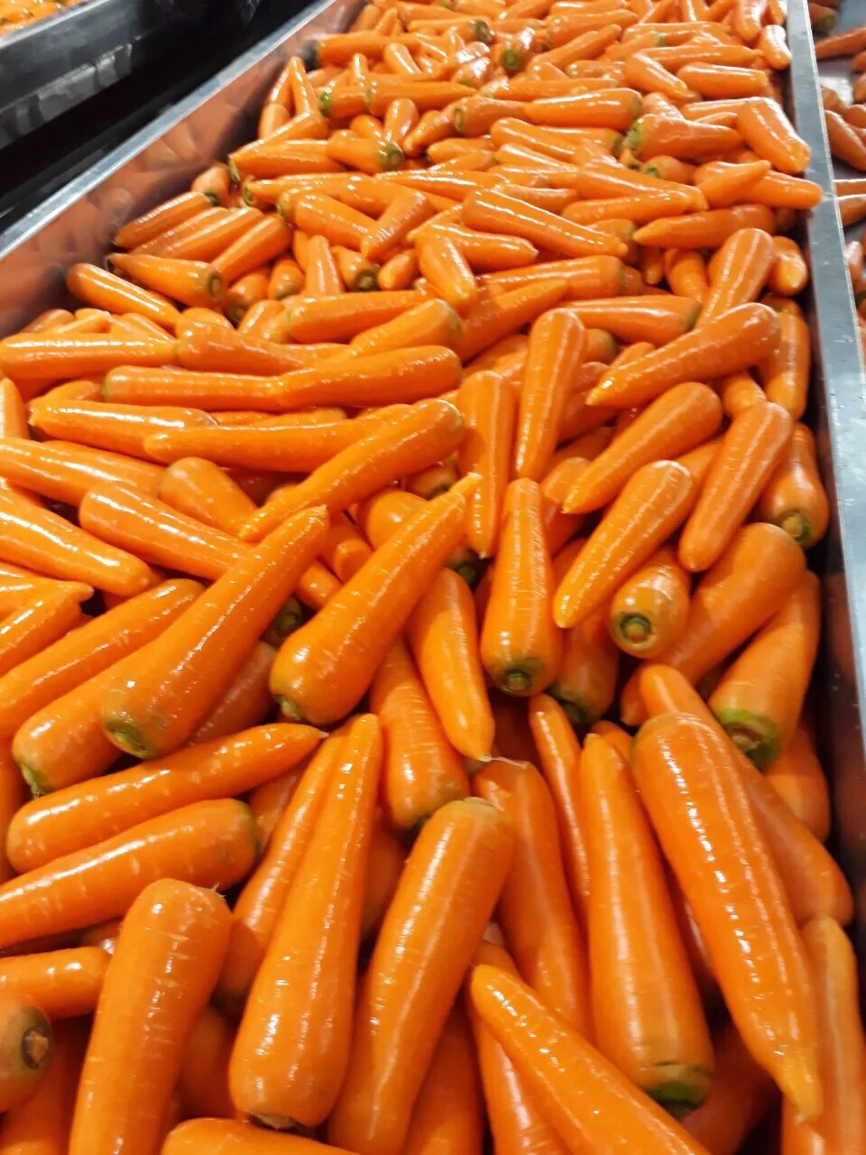 New crop fresh organic vegetables wholesale carot/carrot seeds price of carrots in bulk for export in Viet Nam