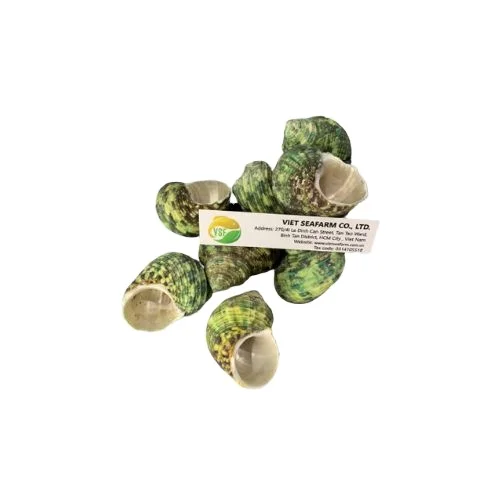 Green Conch is a premium product, widely popular in the market, meeting export standards with competitive wholesale prices