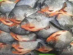 Fresh Frozen IQF Red Pacu Pomfret Rouge Frozen Red Pomfret Fish For Sale