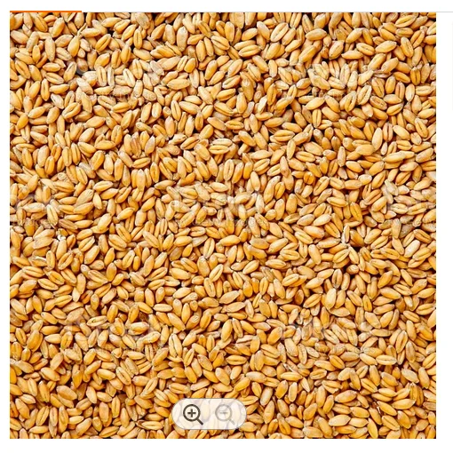 Высококачественная Органическая твердая текстура Твердых Сортов Пшеницы высушенный стиль оптовая продажа Из Техасского порта недорогое зерно из цельной пшеницы для продажи