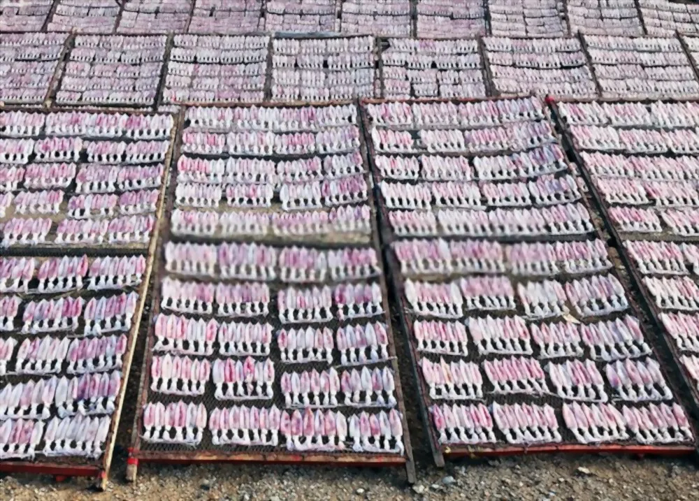 Manufacturer OEM Frozen Specialty Dried Squid Calamari Factory Price Good Quality Wholesale From Viet Nam