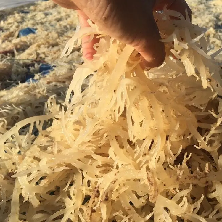 Cottonii для каррагинана/Eucheuma Cottonii/ Kappaphycus cottonii морской мох из Вьетнама | Подарок от природы
