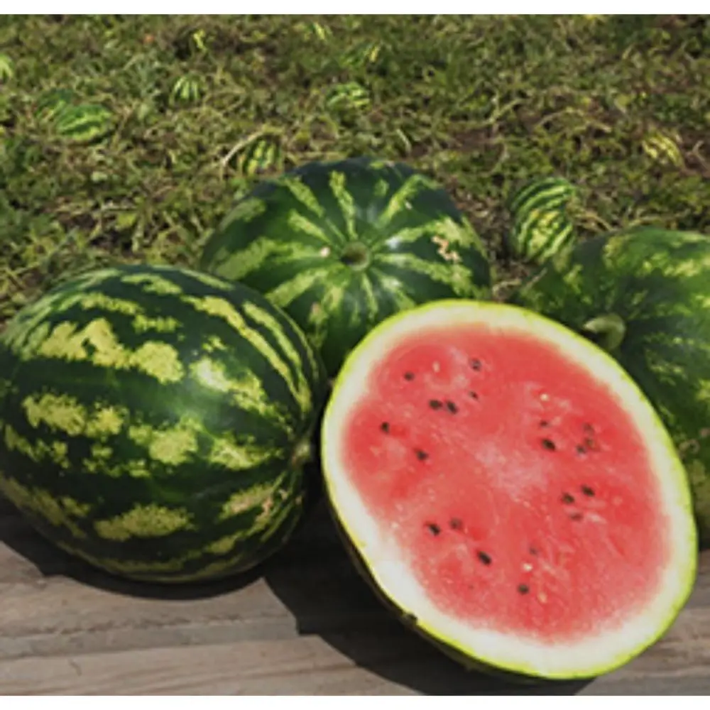 watermelon crimson sweet  OP verity in sachet packing exporting to Yemen