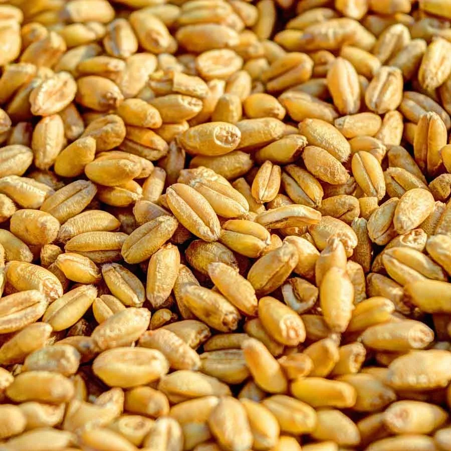 Продажа зерен белой мягкой и