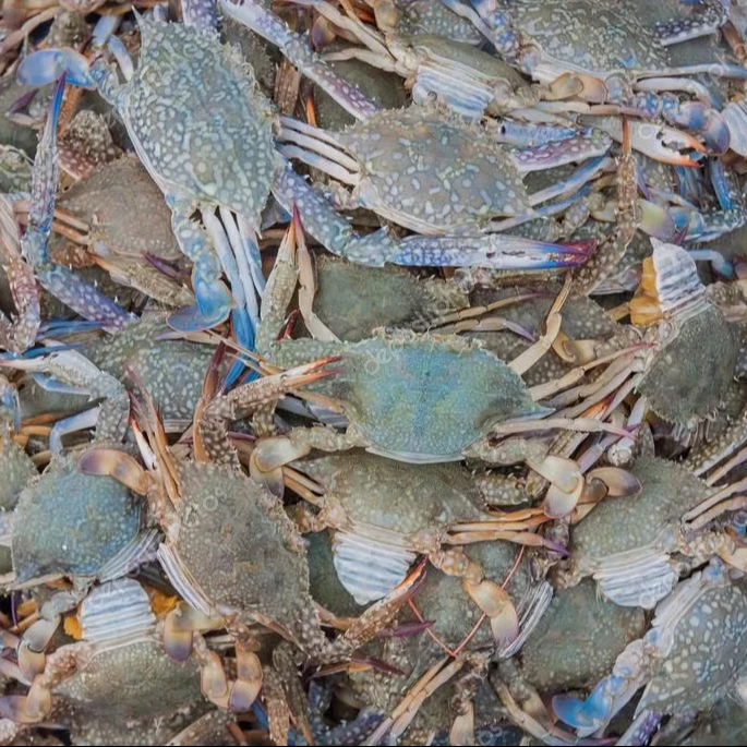 Fresh Frozen  Whole Raw  Australian Blue Swimming Crabs For Sale