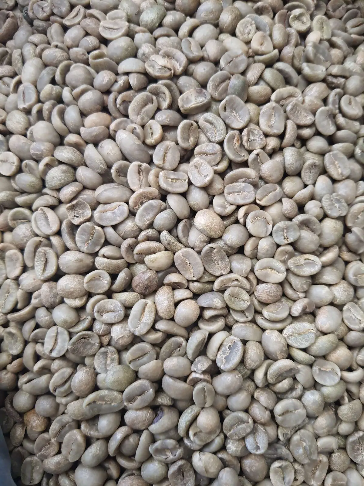 Raw Coffee Arabica Green Beans