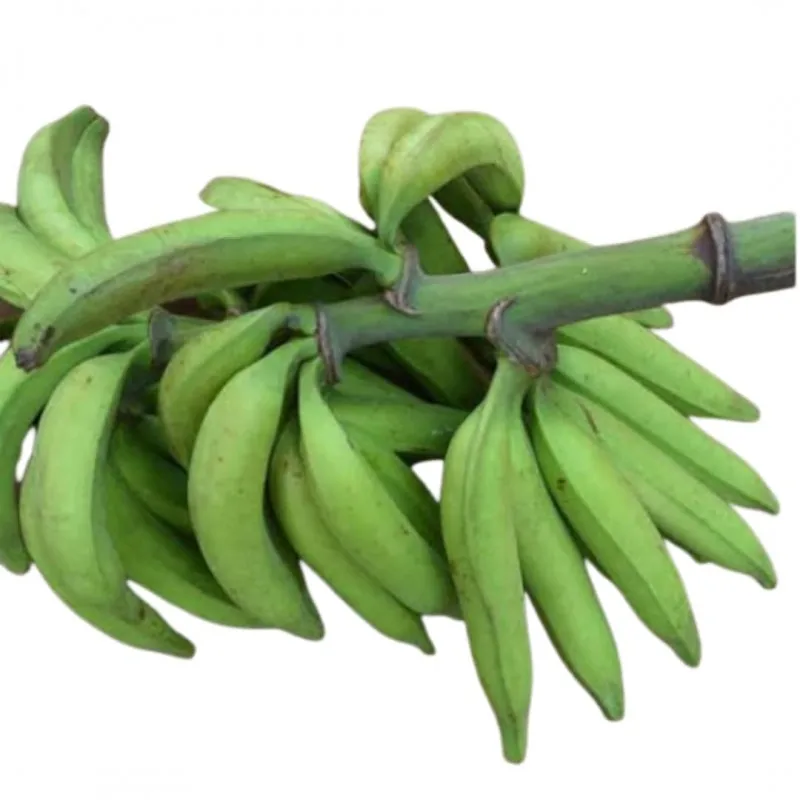 Оптовая продажа свежий зеленый подорожник бананы необработанный банан для