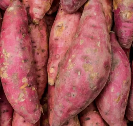 Frozen Good Quality Sweet Potatoes in Customized Size Farm-Fresh Potatoes