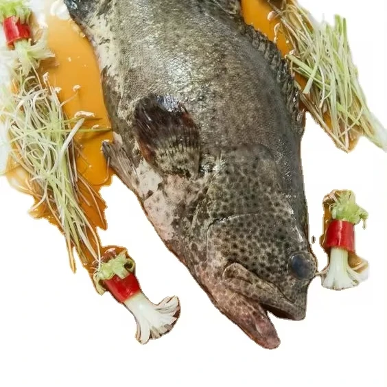 SUPPLY CHILLED FRESH GROUPER FISH