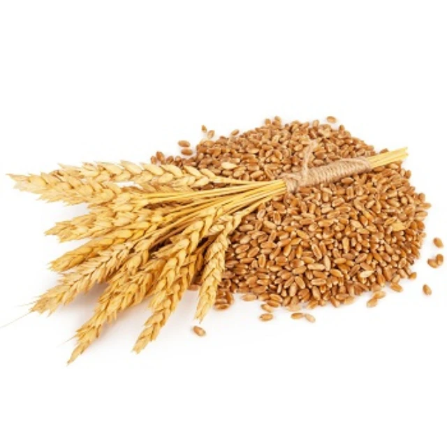 Factory Price For High Quality 100% Organic Wheat | Wheat Grain in Bulk / High Quality Wheat Grain For Export