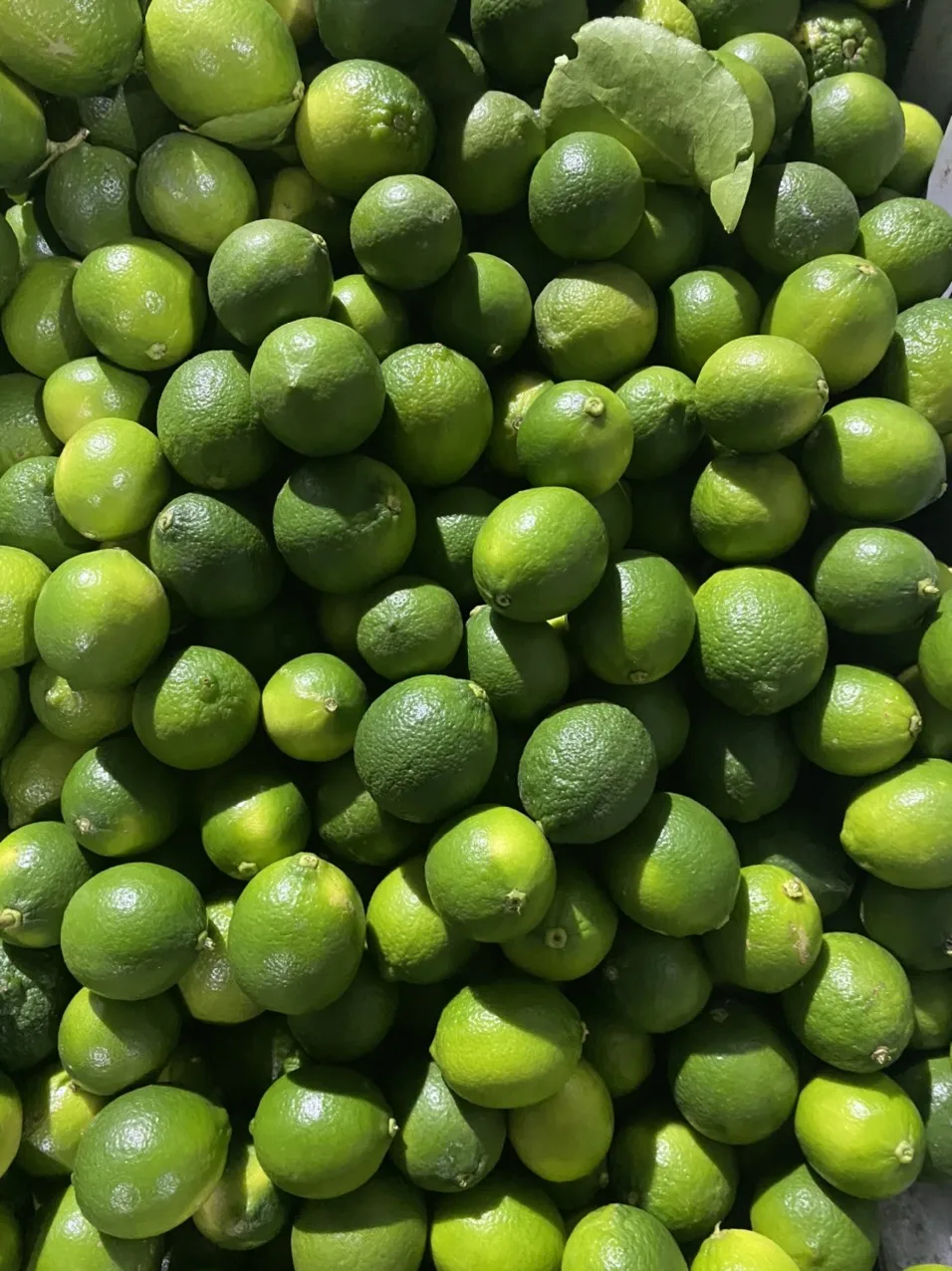 Wholesale organic Vietnamese Fresh Citrus Fruit Seedless Fresh Lemon / lime For Export