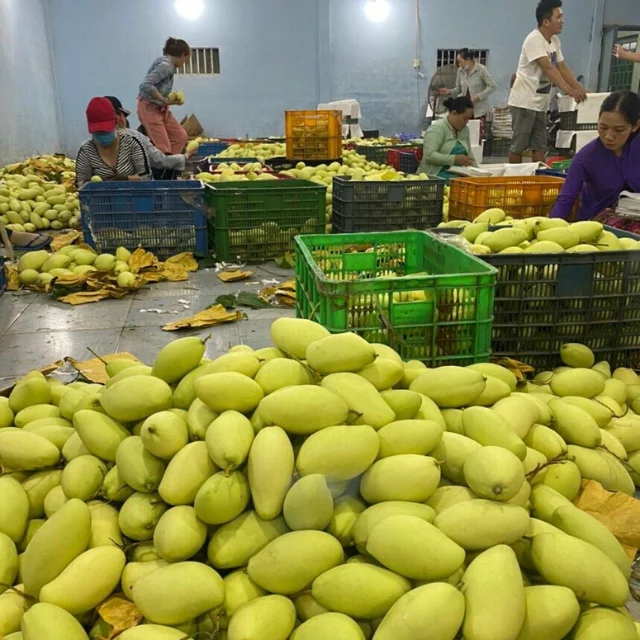 Mango Keo Best Quality Brand Supplier For Export Custom Logo Package Cheap Price Low MOQ Hot Selling From Vietnam