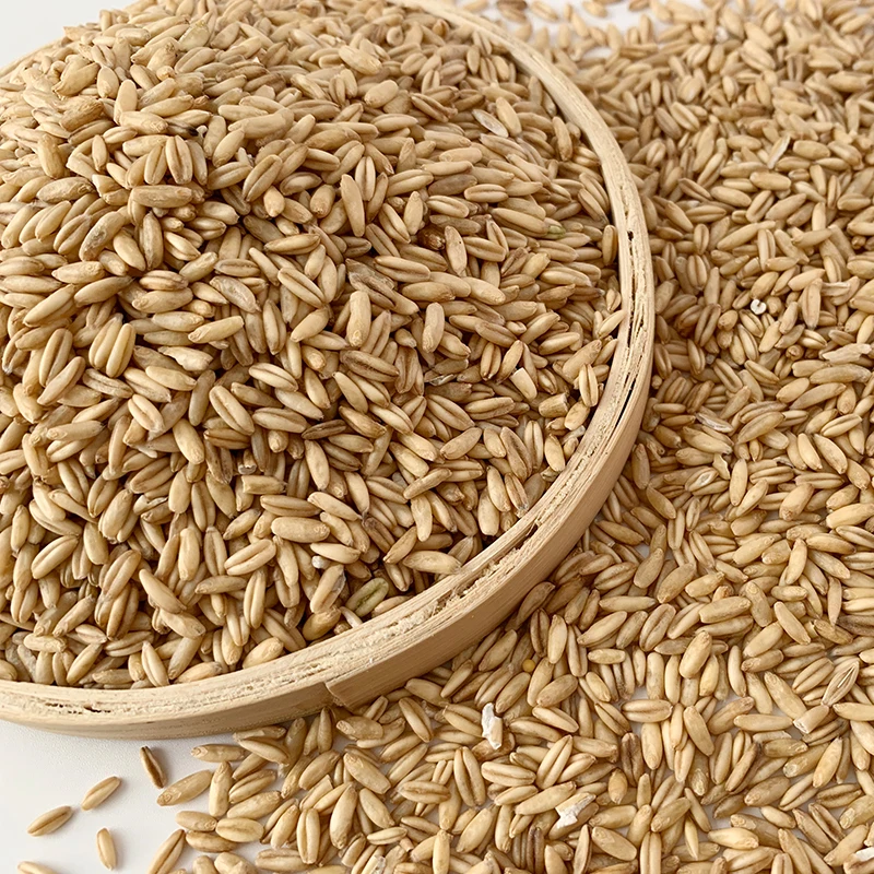Rolled Oats / Instant Oats / Quick Oats Yellow Oats Seeds Sale