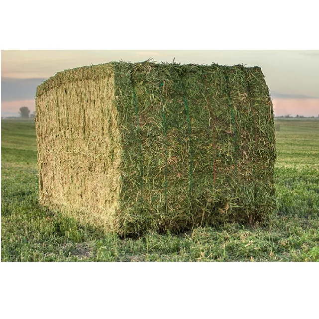Alfalfa Hay Pellets For Animal Feed with Best Quality For Sale Bulk UK High Quality Pakistani Lush Green Moisture Controlled