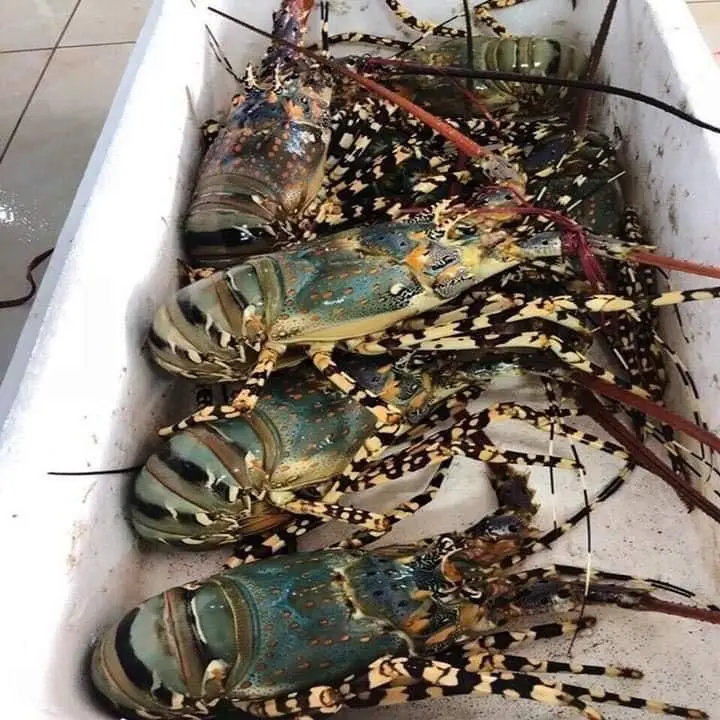 Canadian Frozen Lobster Tails Fresh Lobsters for sell Frozen Lobsters for Sale at Cheap Price