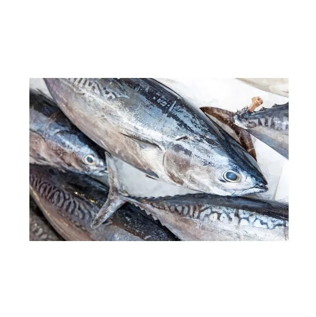 Заводская Лучшая цена, цельный замороженный тунец скипджек | Замороженные морепродукты с быстрой доставкой
