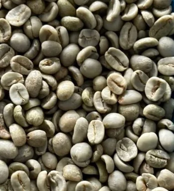 Raw Coffee Arabica Green Beans