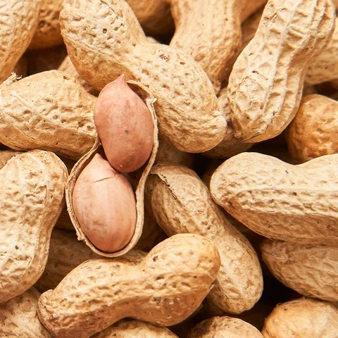 Kernel Snacks Roasted Salted Peanut In Shell Groundnut Wholesale Cheap