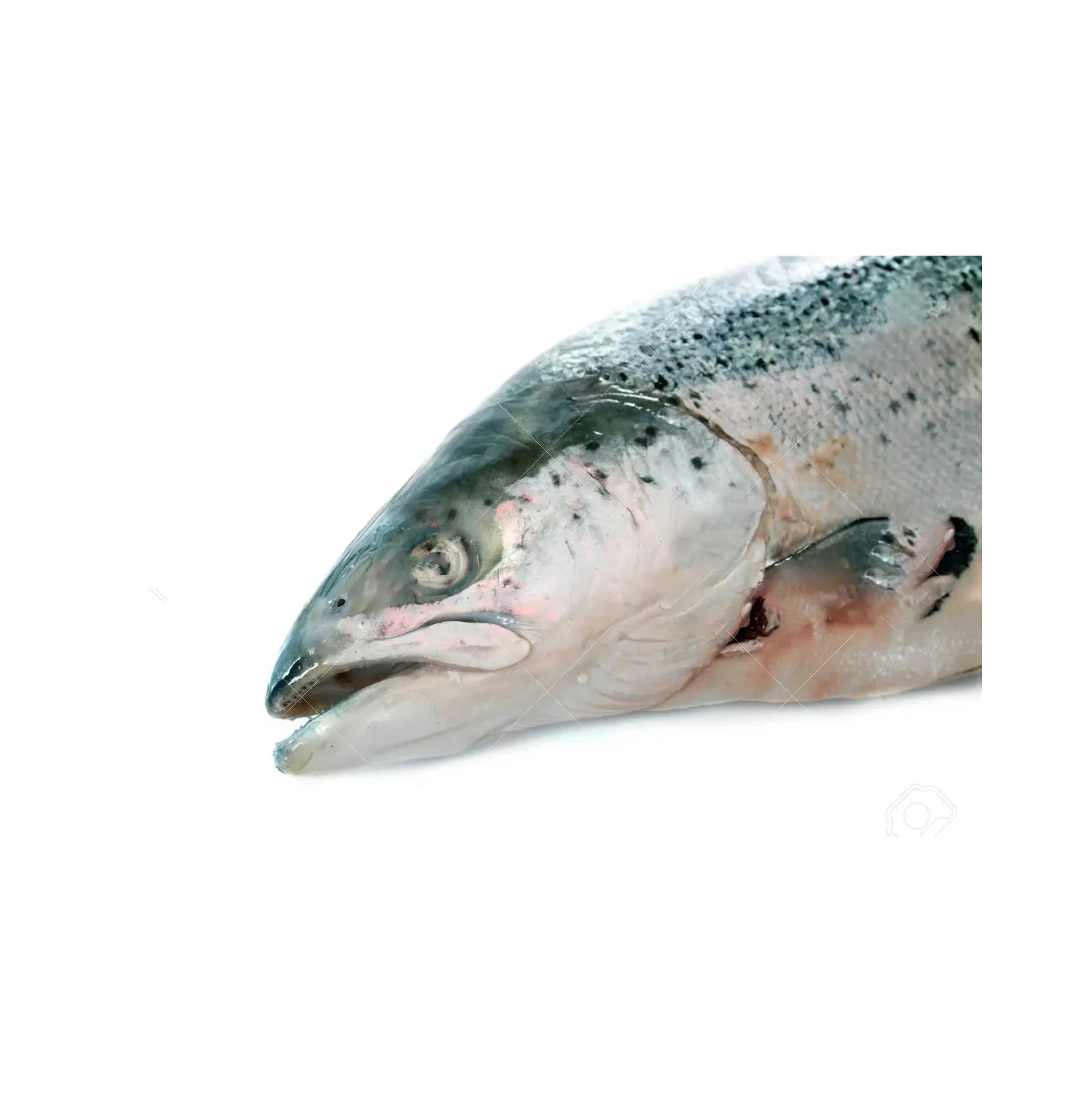 Bulk Stock Available Of Frozen Whole Salmon Fish (Seafood) At Wholesale Prices