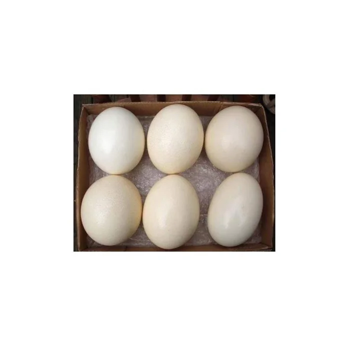 Chicken Eggs Ostrich Eggs, Chicken Eggs, Eggs Fresh Table Eggs Brown And White