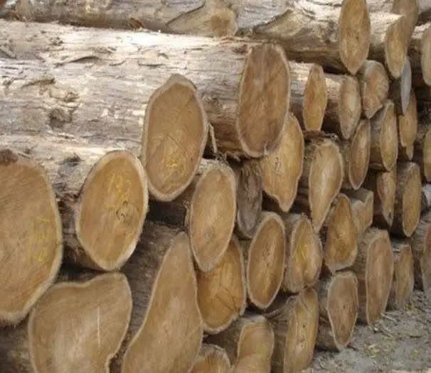 Teak-wood-logs-for-sale.jpg