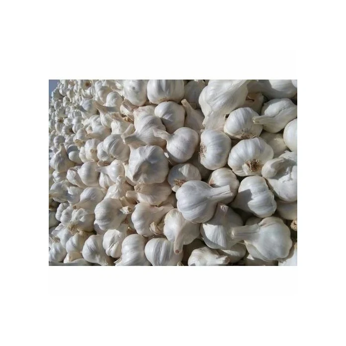 Wholesale Supplier Fresh Peeled Garlic for Sale in Reasonable Price
