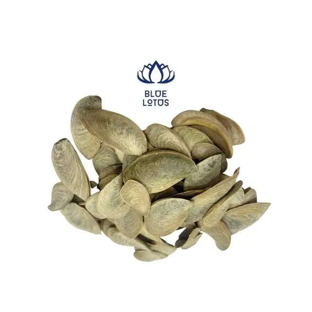 Best Price Operculum Murex From Vietnam To Do Perfume