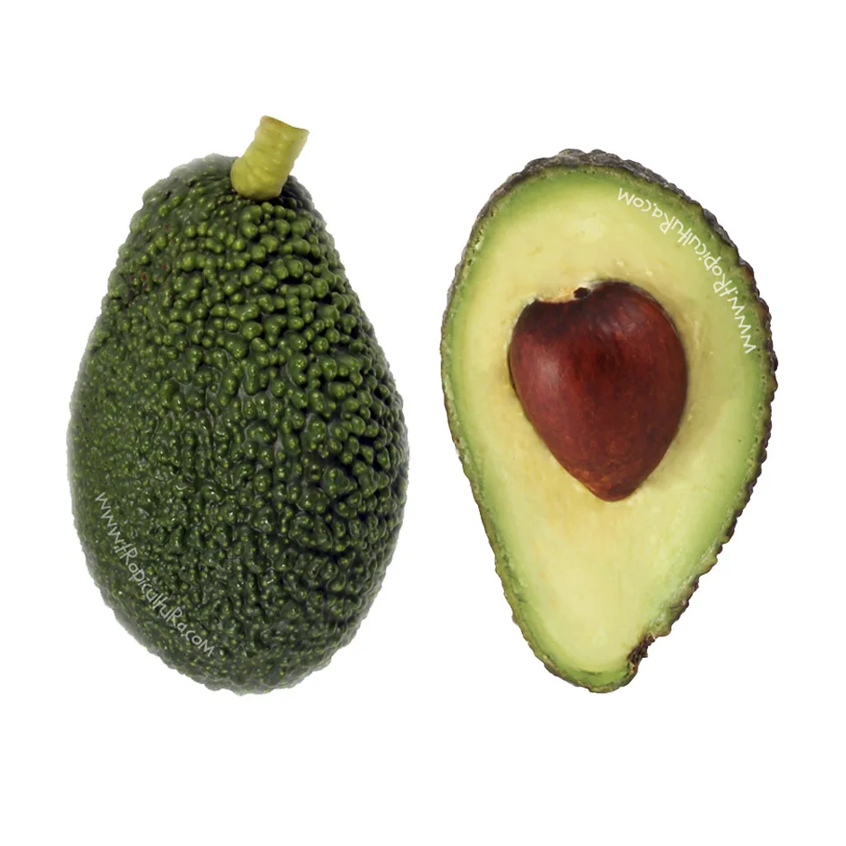 High Quality Premium Grade Fresh Avocado for Sale Hass Avocado Delicious with Reasonable Price Brazil