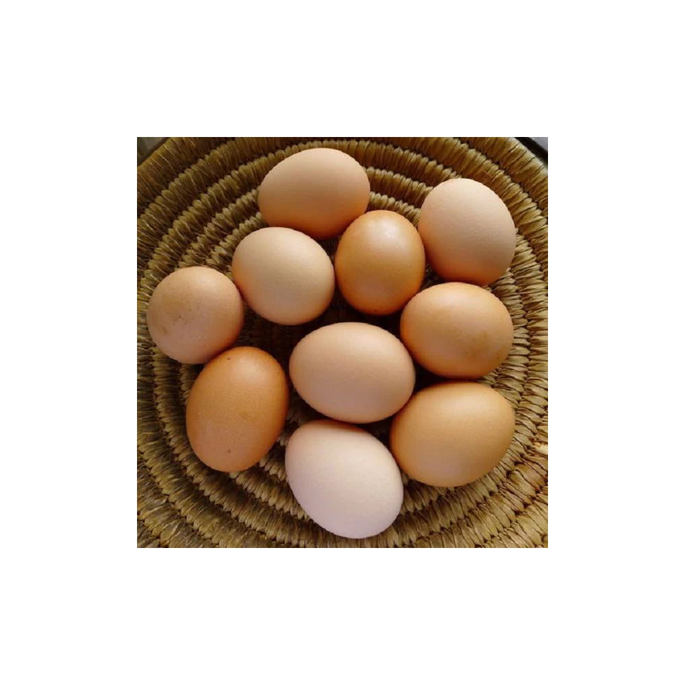 Poultry equipment 1056 chicken egg incubator hatching machine