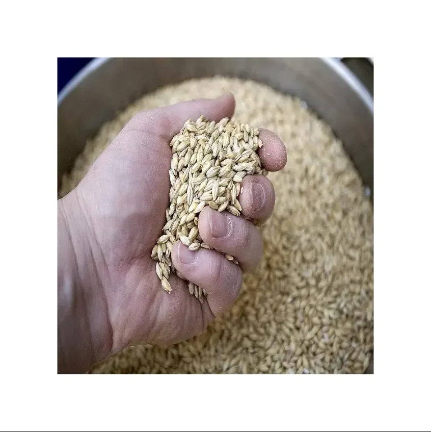 Wholesales Barley Seeds/Animal feed barley/bulk barley grains for sale