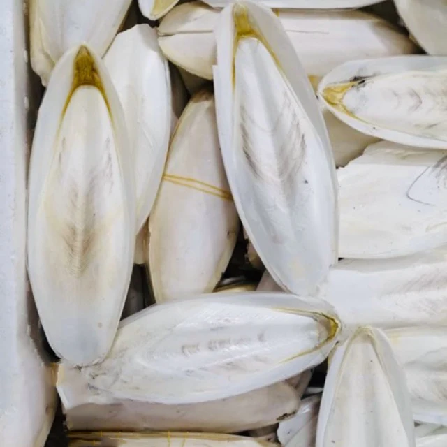 Export of Cuttlefish Products in Bulk
