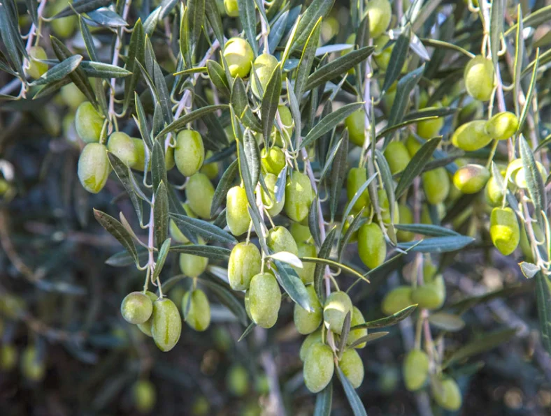 Fresh Olive Pitted Green Olives Style Variety Size Weight Origin Type Common Sliced Green Olives Fruit
