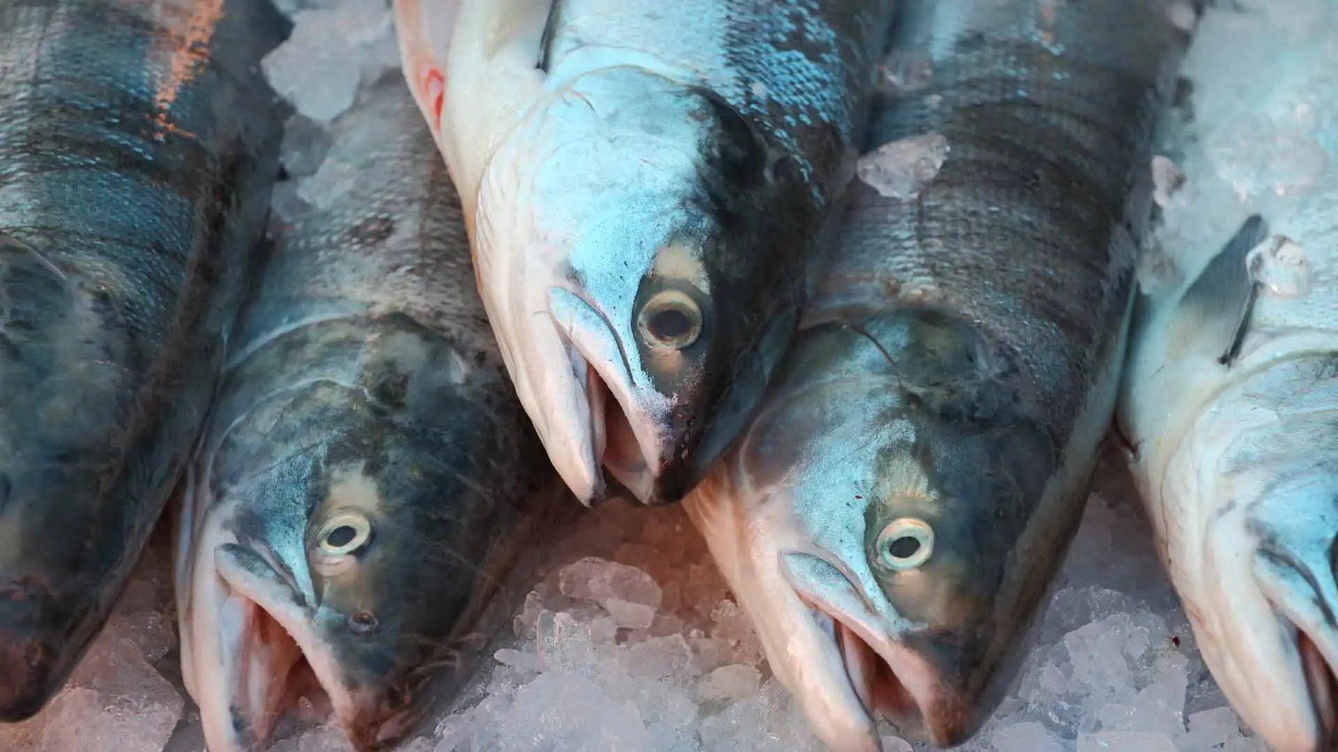 100%  Netherlands Export Quality Fresh Frozen Salmon Fish at Bulk Price