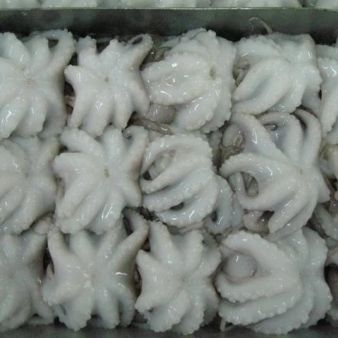 High quality fresh Frozen Whole round baby octopus