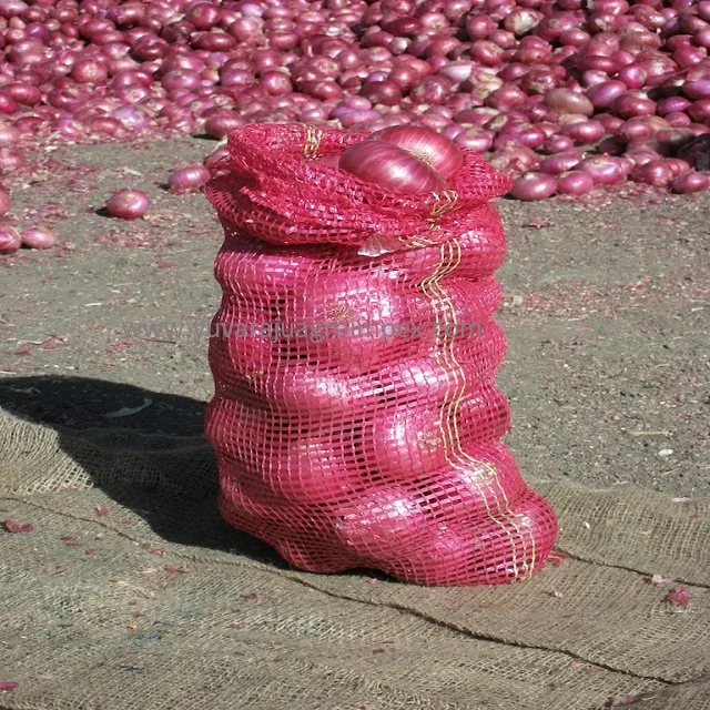 New seasonal arrival natural pink color big onion Exporters in India to Bahrain Sri Lanka Malaysia Mauritius