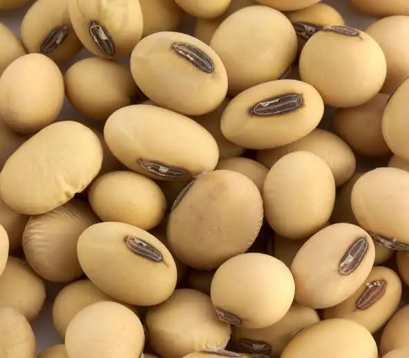 Натуральные и не-GMO Желтые Семена сои/соевые бобы/2023/2024
