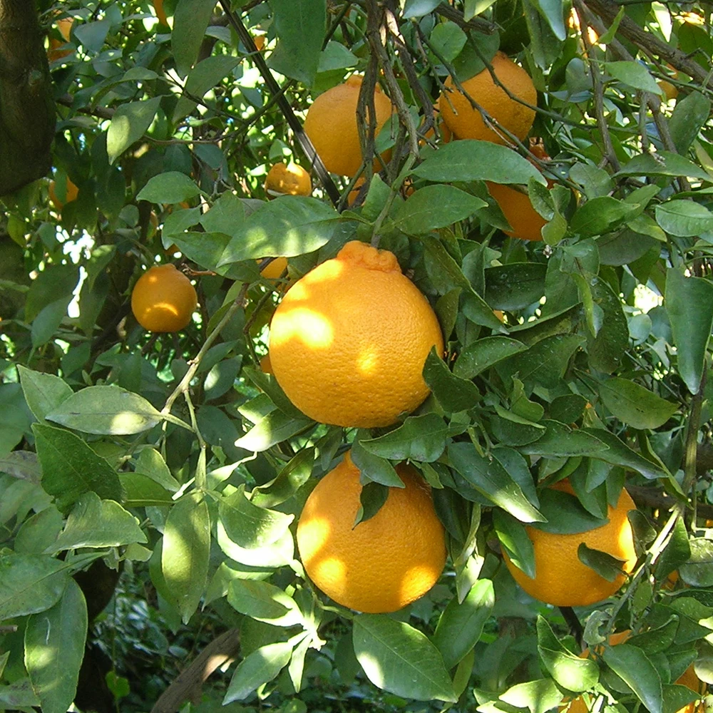 Mandarin Orange Jam Sauce Fruit Jam Handmade Sauce