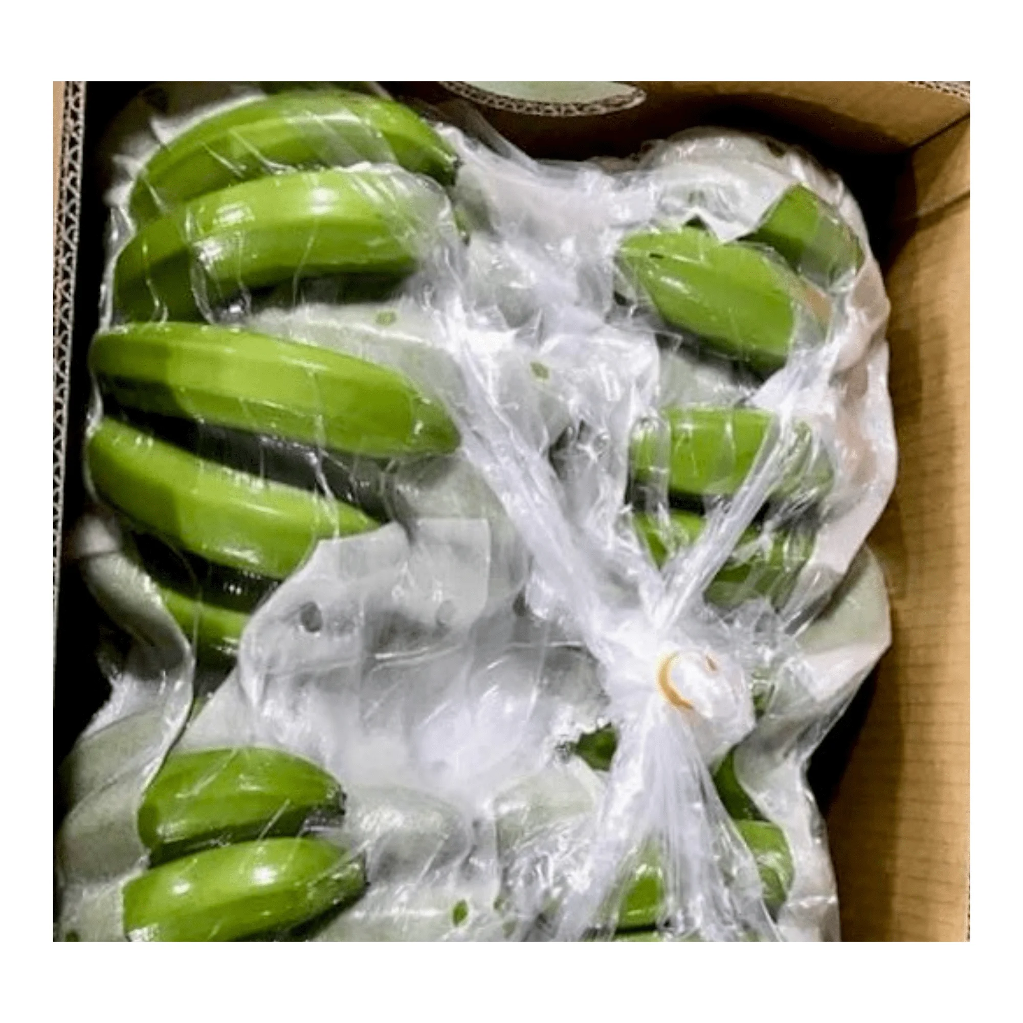Best Quality Fresh Banana - Tropical Banana Style Cavendish customized With Natural Green Bananas From Vietnam