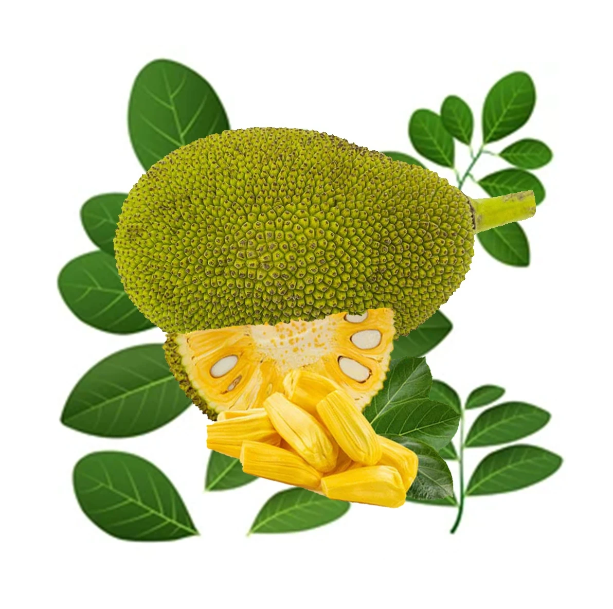 Summer Tropical Fruit Natural Sweet Taste Fresh Jackfruit 100% Organic Yellow Color Competitive Price