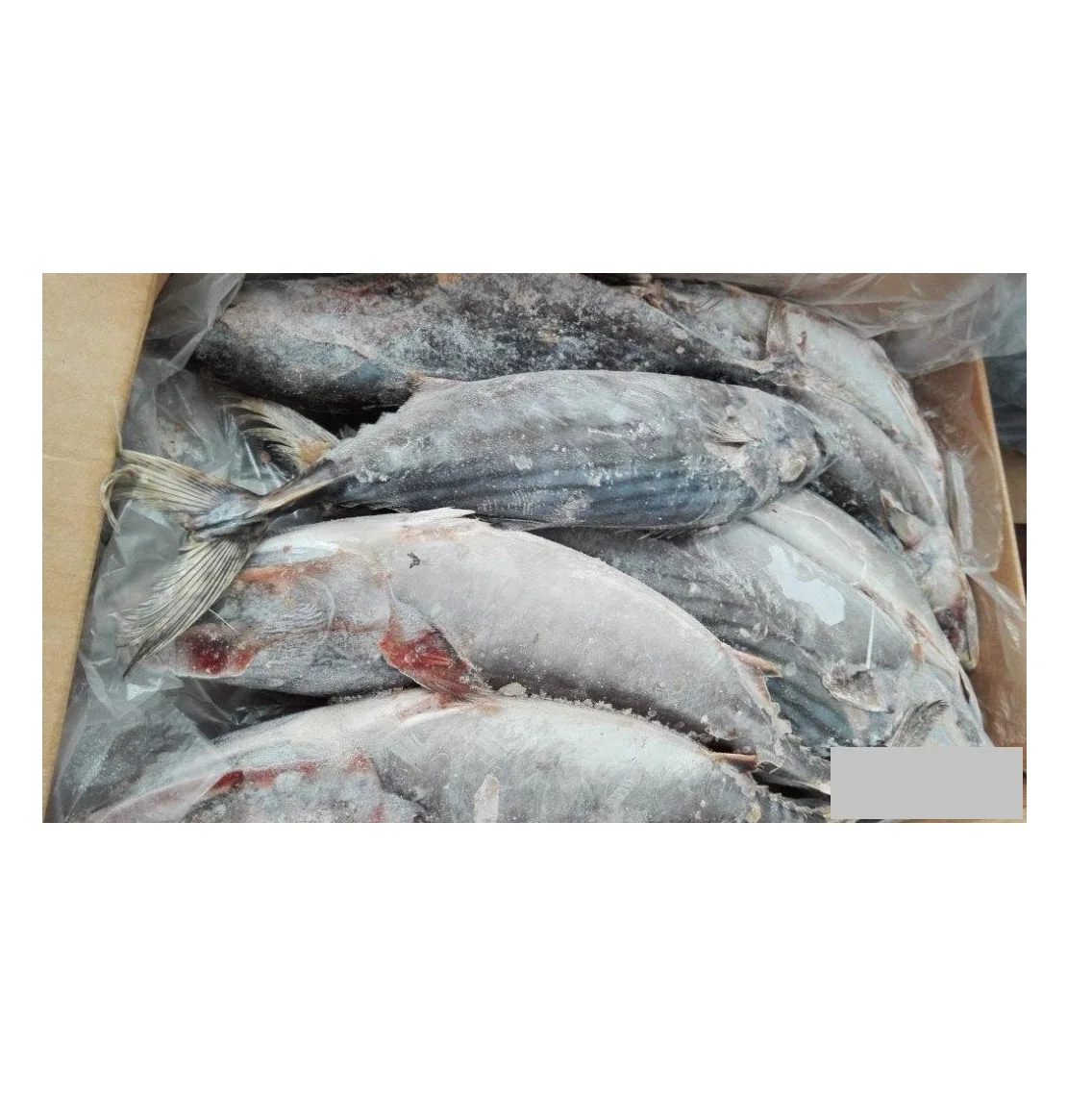 Frozen Horse Mackerel, Pacific Mackerel, Tuna, Trout, Bonito, Tilapia, Squid, Salmon fish Best Price Frozen Bonito WR Fish