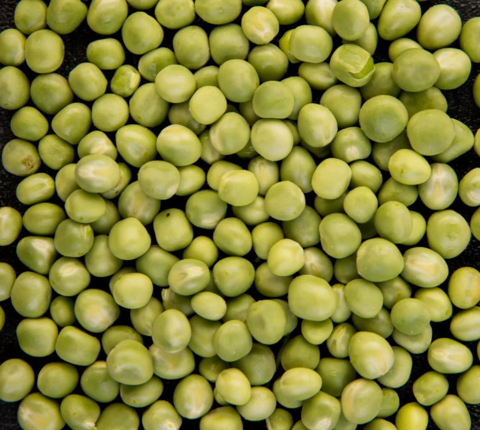 Top Spanish Quality NO GMO Gluten Free Made in Spain Canned Green Peas for Supermarket and Horeca with Private Label 3 kg