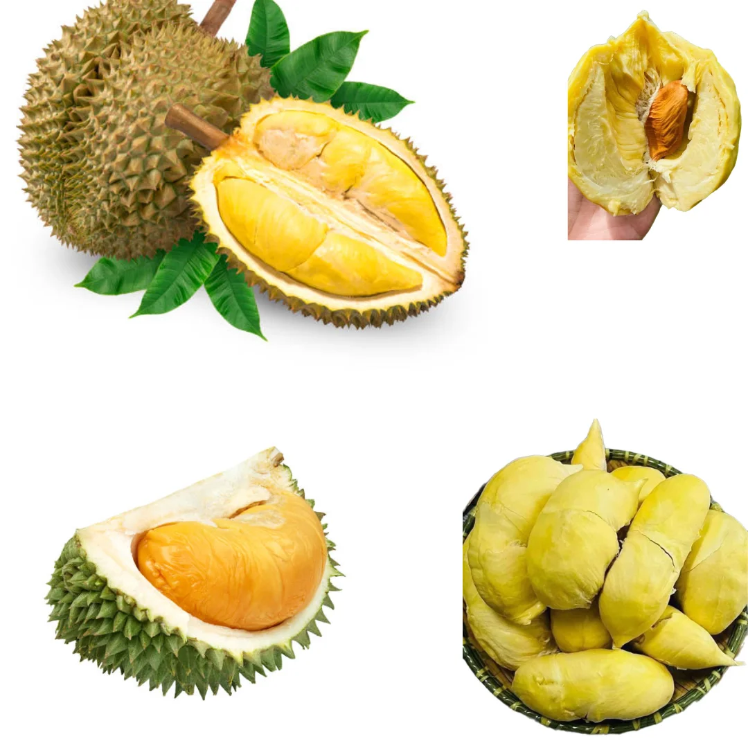 The Best Fresh Durian , Tropical Fruit, Vietnam Export products to China, Thailand, Malaysia, Turkey Fresh Durian Fruit