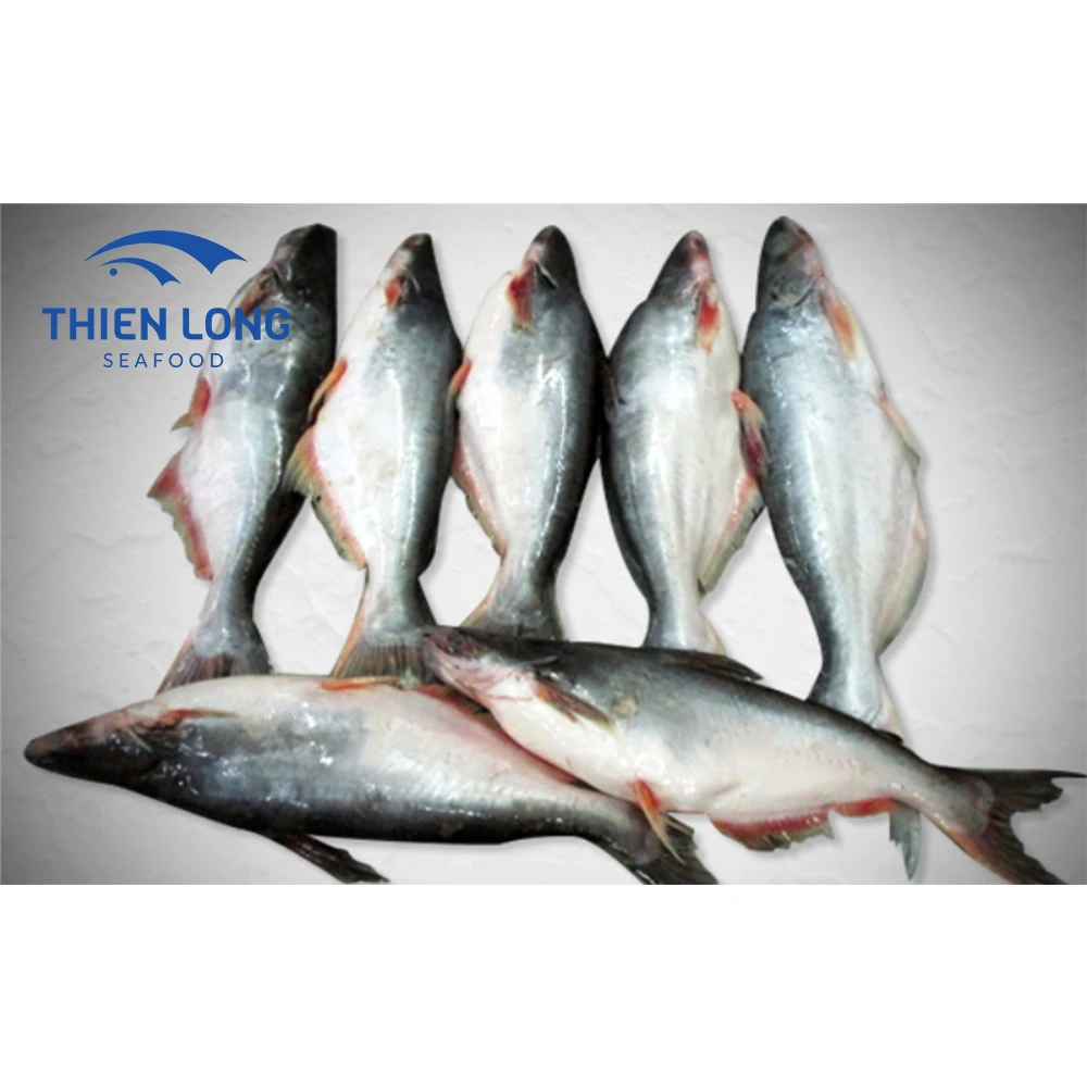 Top Quality Vietnam Supplier Fresh Frozen BQF Pangasius Whole Round Fish