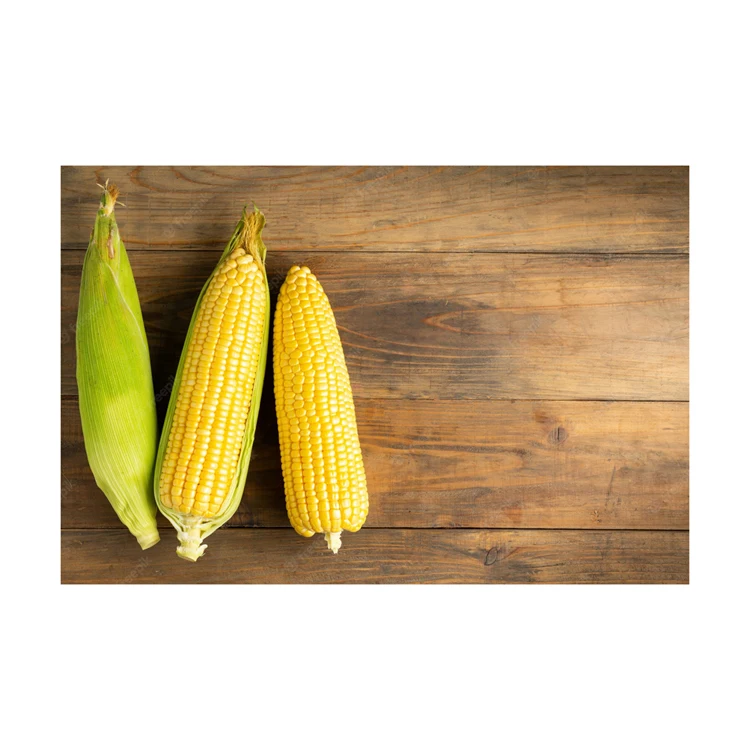 Non GMO Yellow Corn / Sweet Corn / Yellow Corn Maize for Sale in Bulk